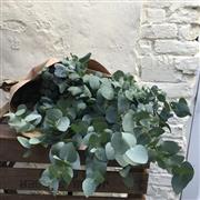 Bunch of Eucalyptus